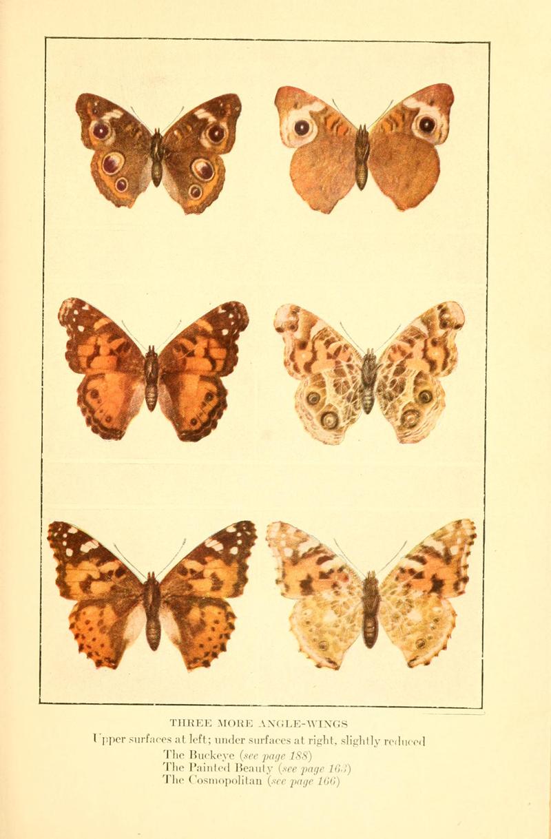 Butterflies worth knowing BHL9819007