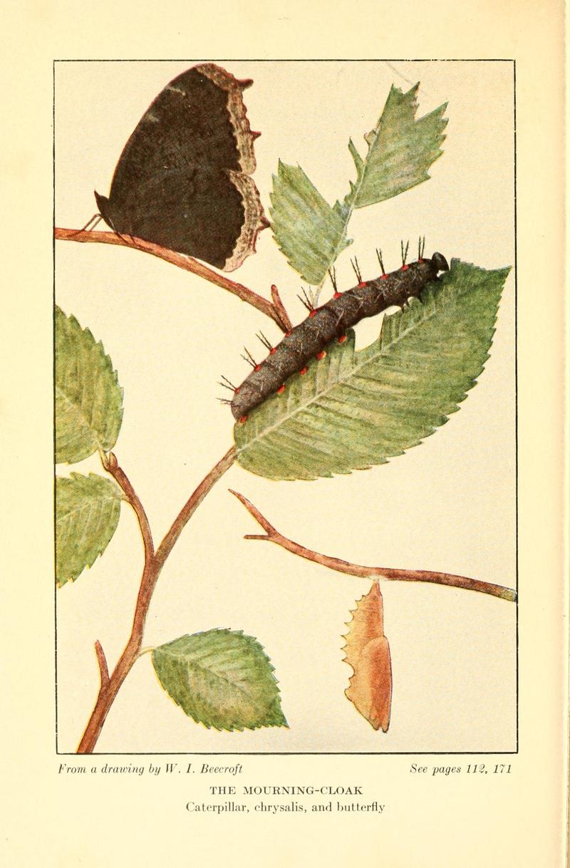 Butterflies worth knowing BHL9819008
