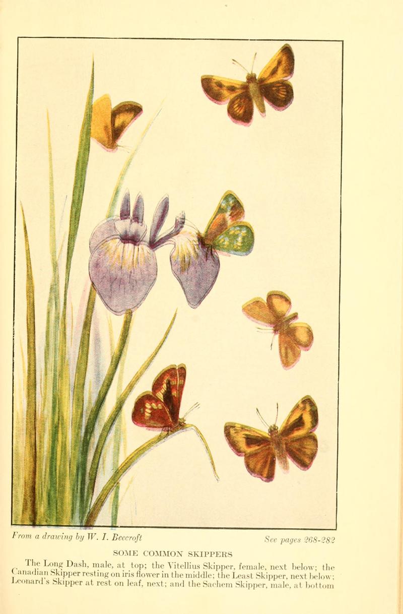 Butterflies worth knowing BHL9819025