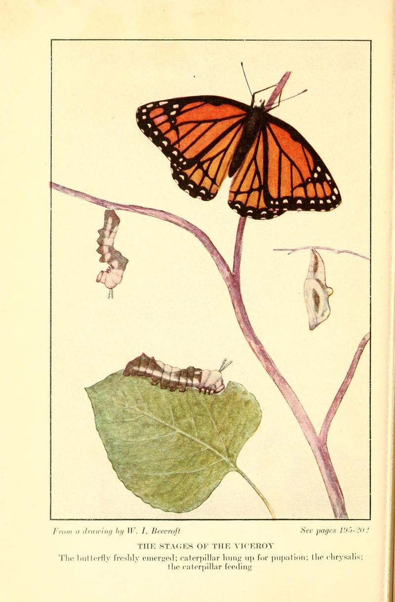 Butterflies worth knowing BHL9819026