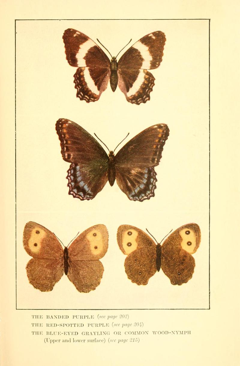 Butterflies worth knowing BHL9819043