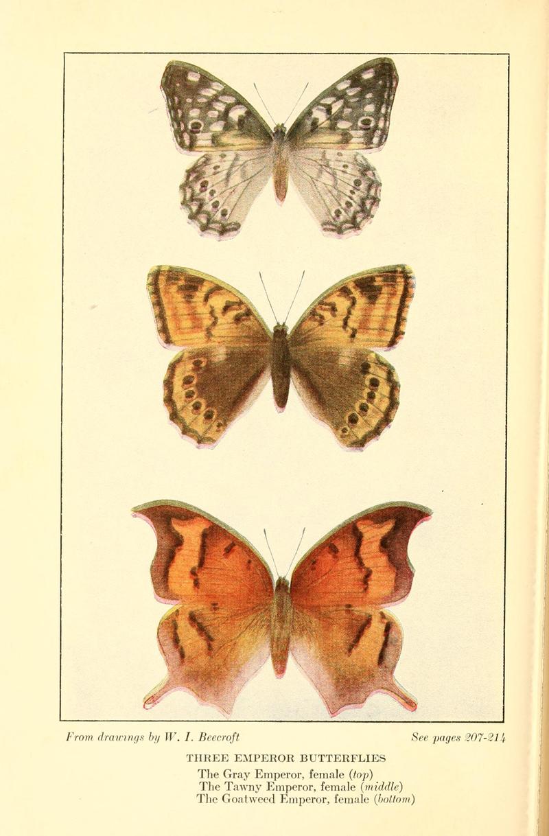 Butterflies worth knowing BHL9819044