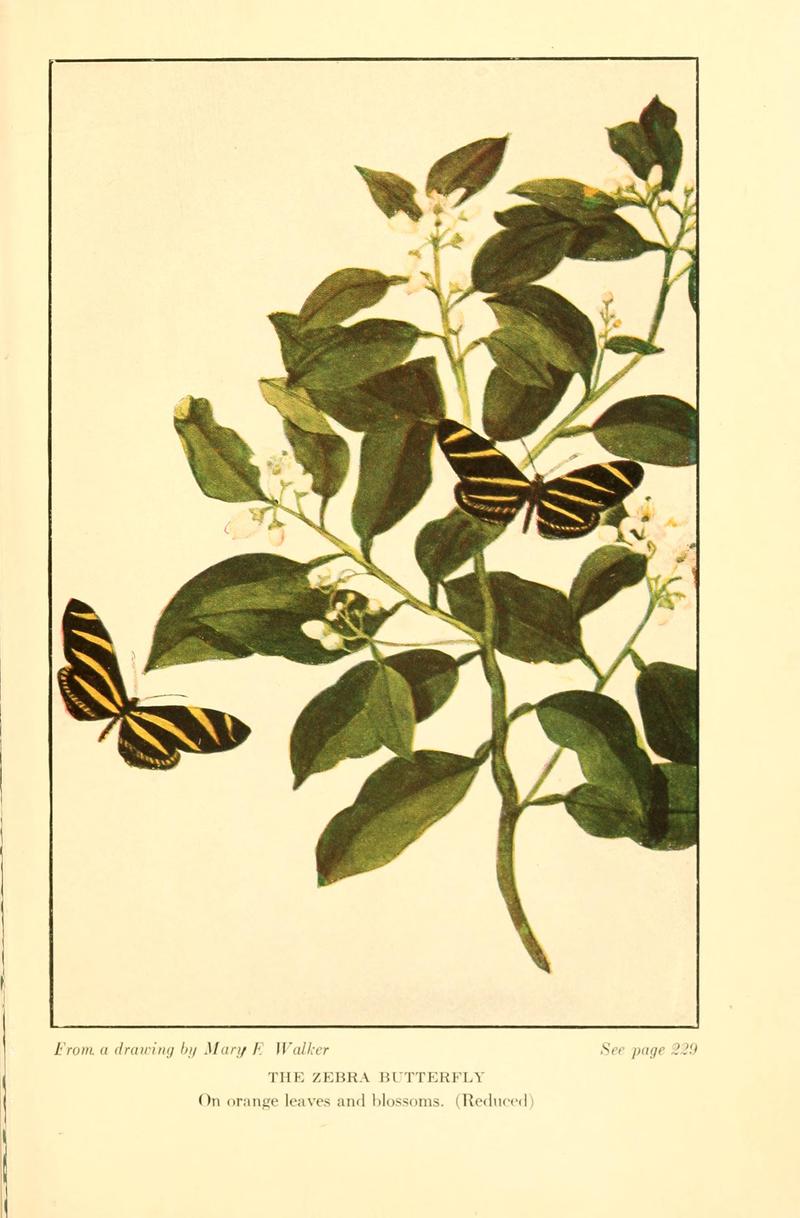 Butterflies worth knowing BHL9819061