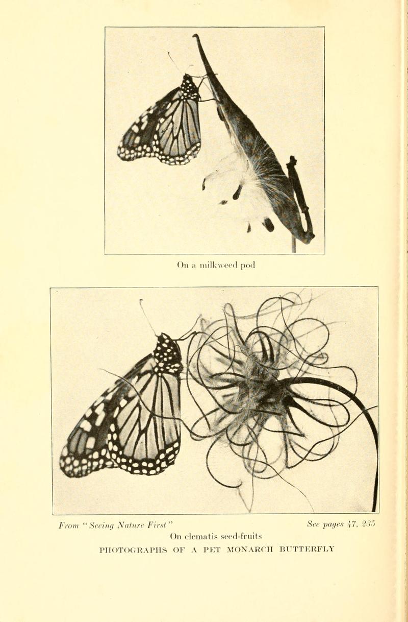 Butterflies worth knowing BHL9819062