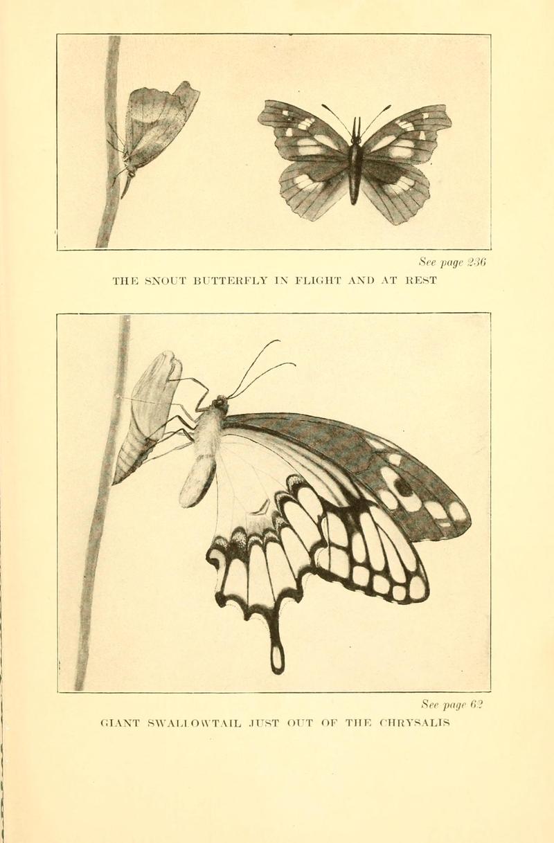Butterflies worth knowing BHL9819079