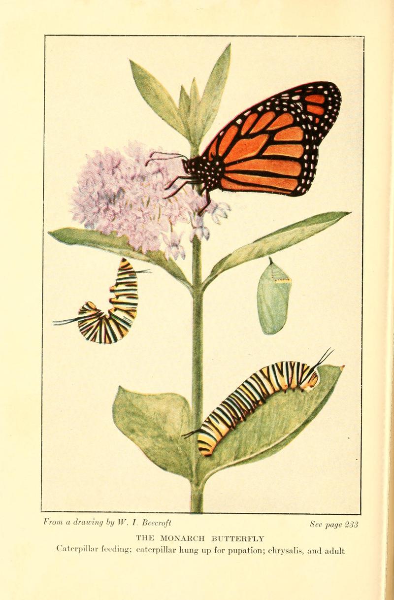 Butterflies worth knowing BHL9819080