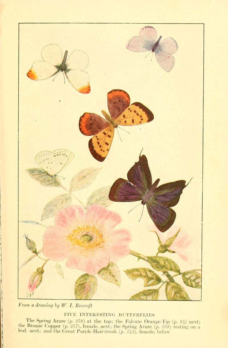 Butterflies worth knowing BHL9819097
