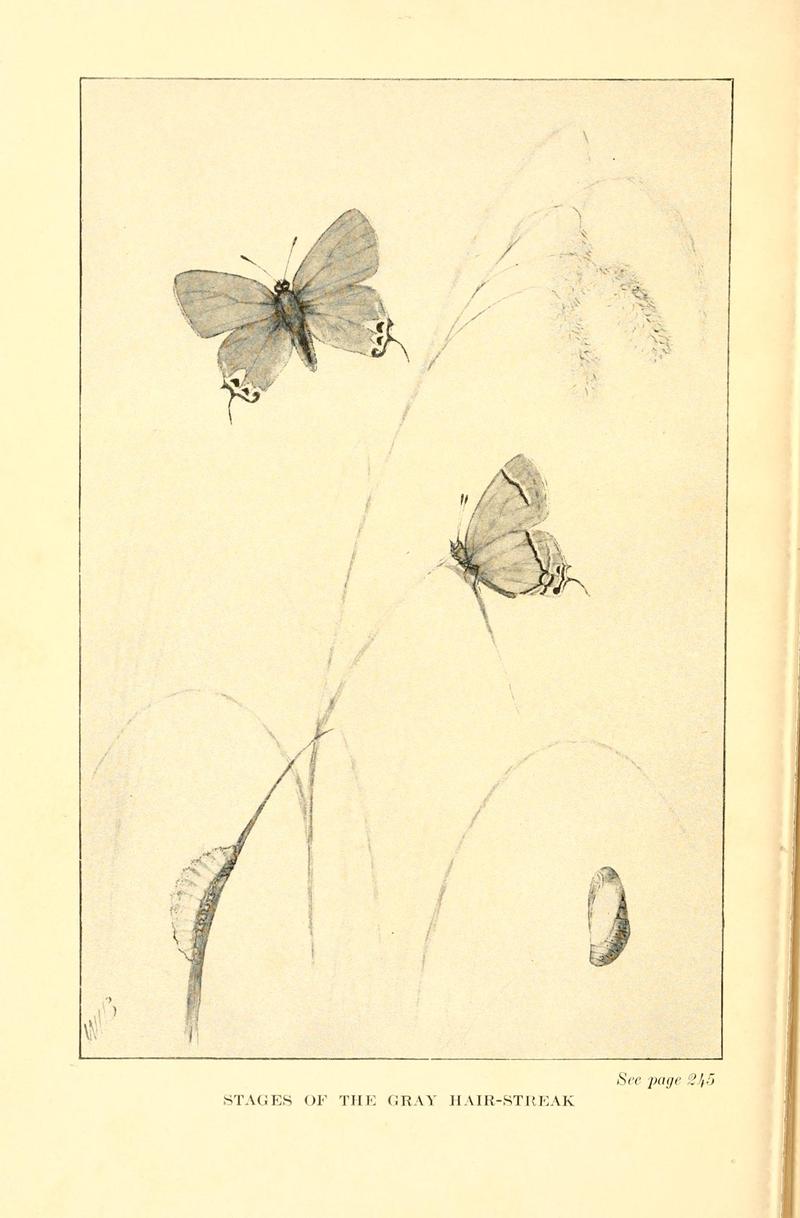 Butterflies worth knowing BHL9819098