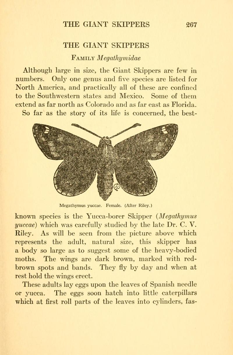 Butterflies worth knowing BHL9819109
