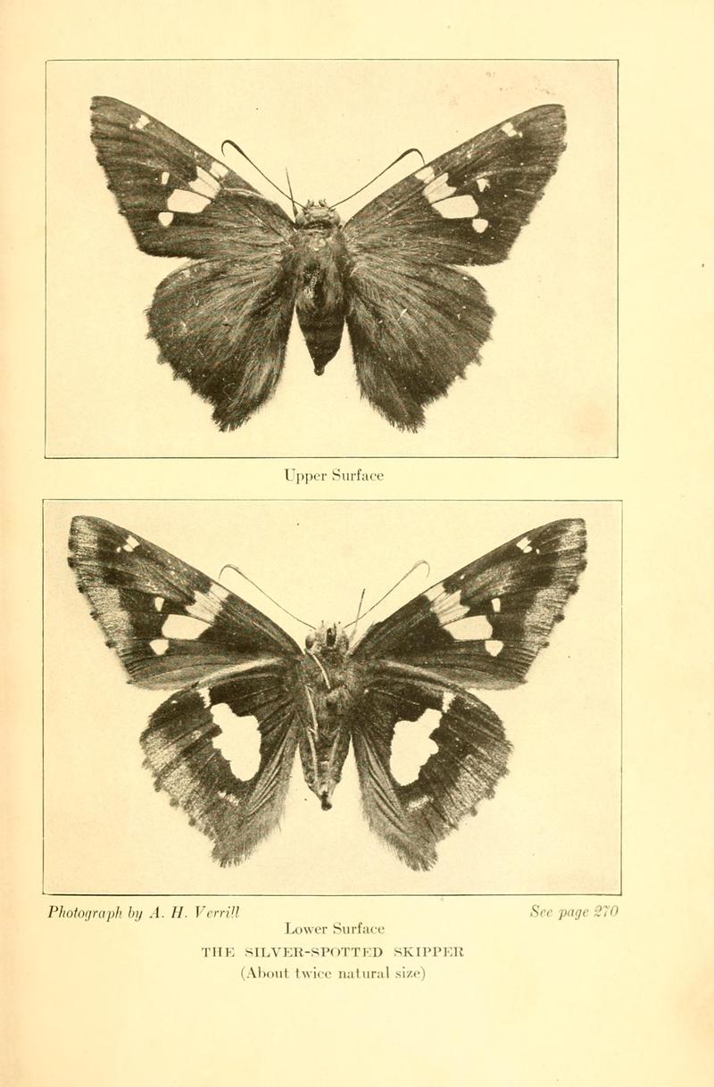 Butterflies worth knowing BHL9819115