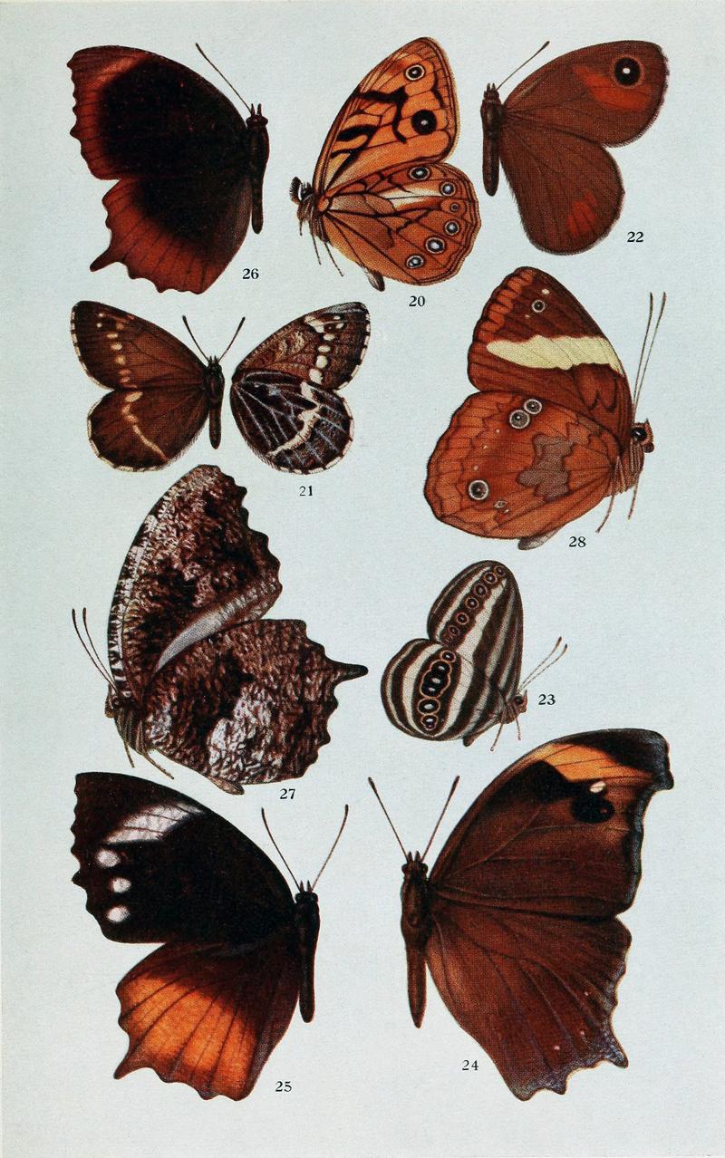 Butterflies Plate Three