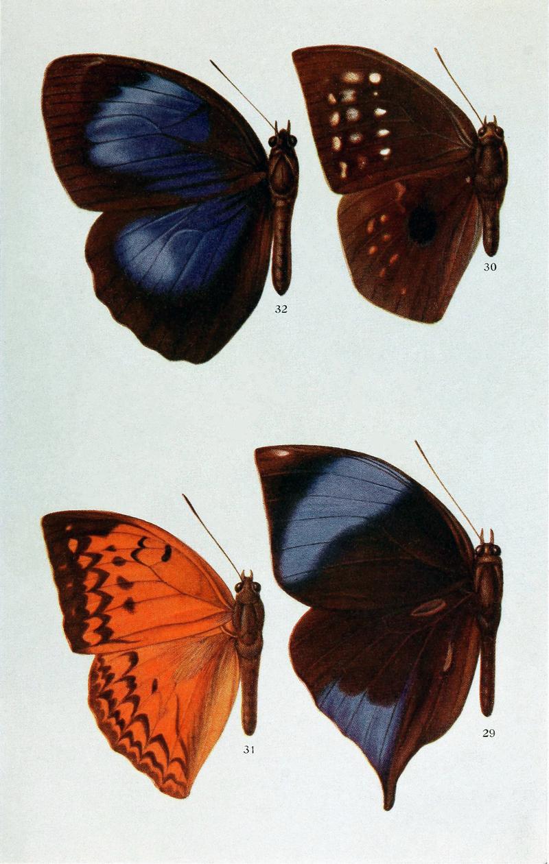 Butterflies Plate Four