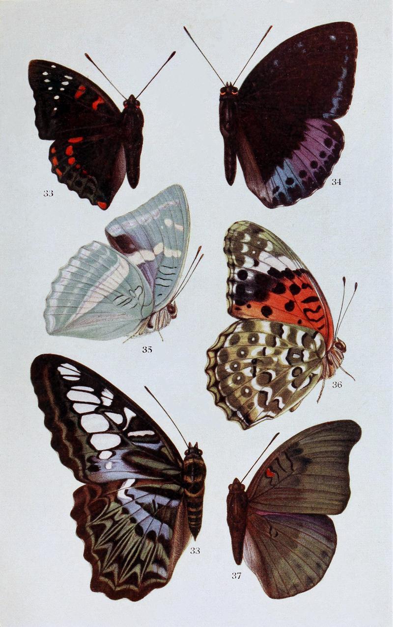 Butterflies Plate 5