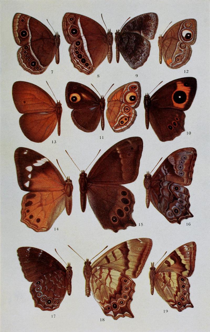 Butterflies Plate Two