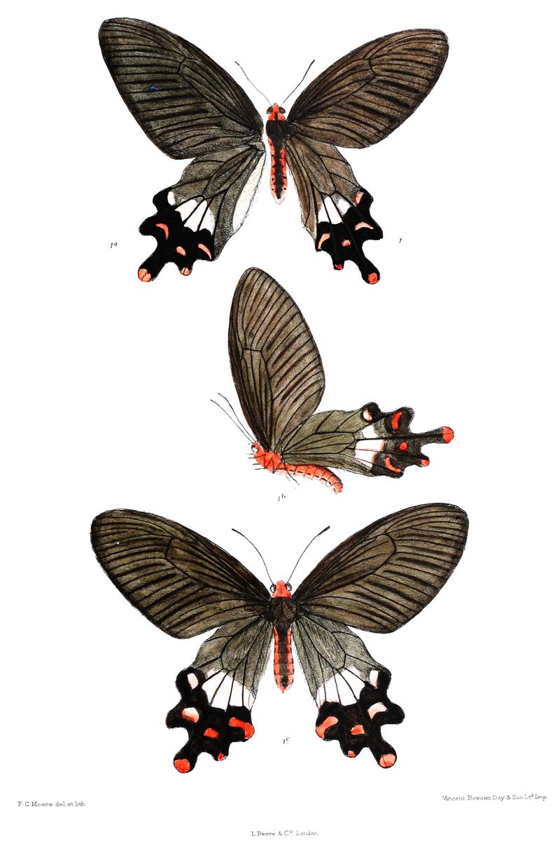 Byasa latreillei 430