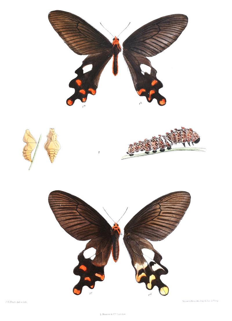 Byasa philoxenos 426