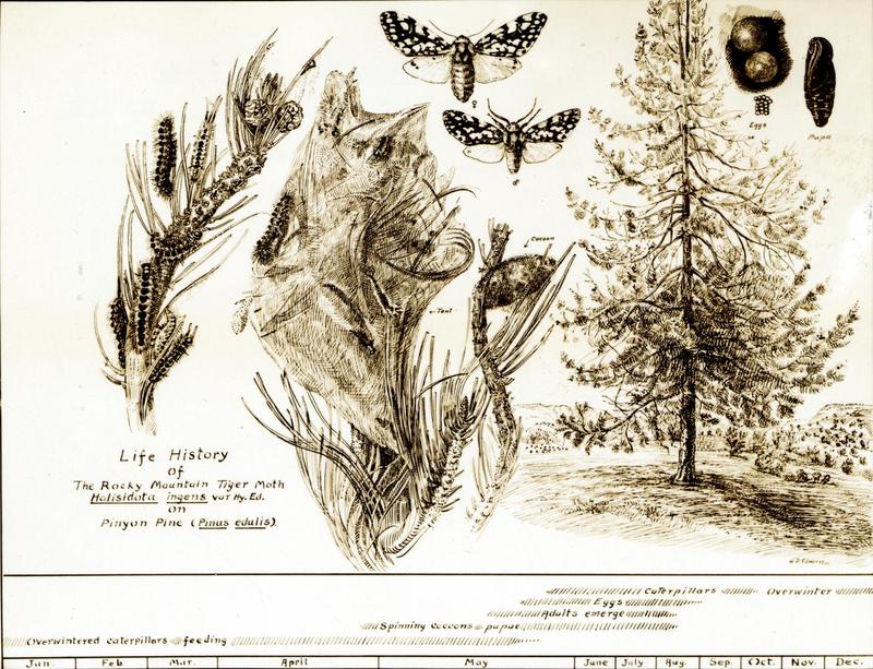 C.1924. Drawing by W.D. Edmonston illustrates the life history of the Rocky Mountain Tiger Moth. (33600090631)