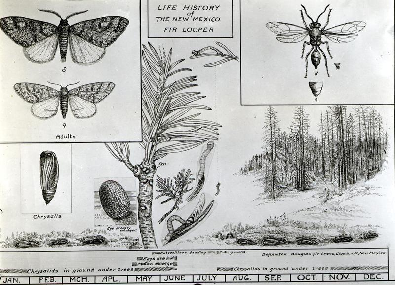 C.1924. Drawing by W.D. Edmonston shows the life history of the New Mexico fir looper. (33344451170)