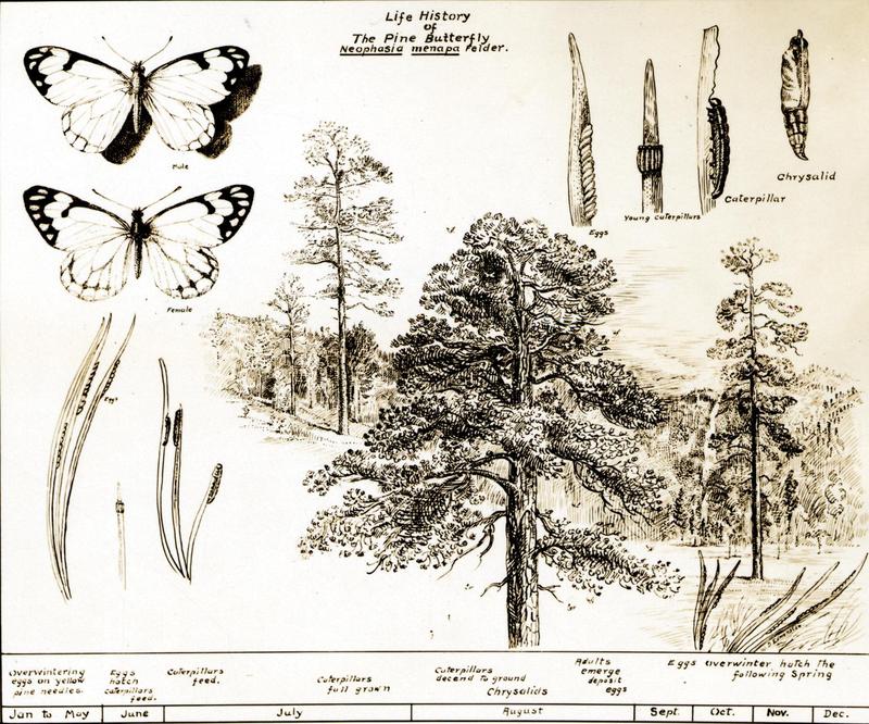 C.1924. Drawing by W.D. Edmonston shows the life history of the Pine Butterfly (Neophasia menapia Felder). (33572661842)
