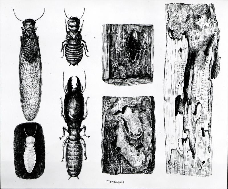 C.1924. Drawing by W.D. Edmonston shows wood-borer Zootermopsis. (33728904705)