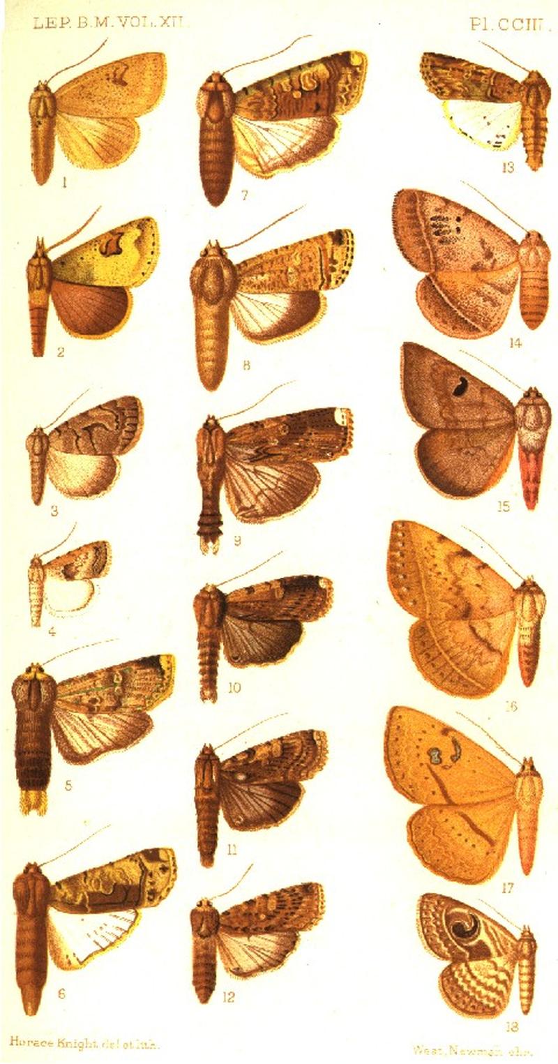 CATALOGUE-BM-PLATE CCIII