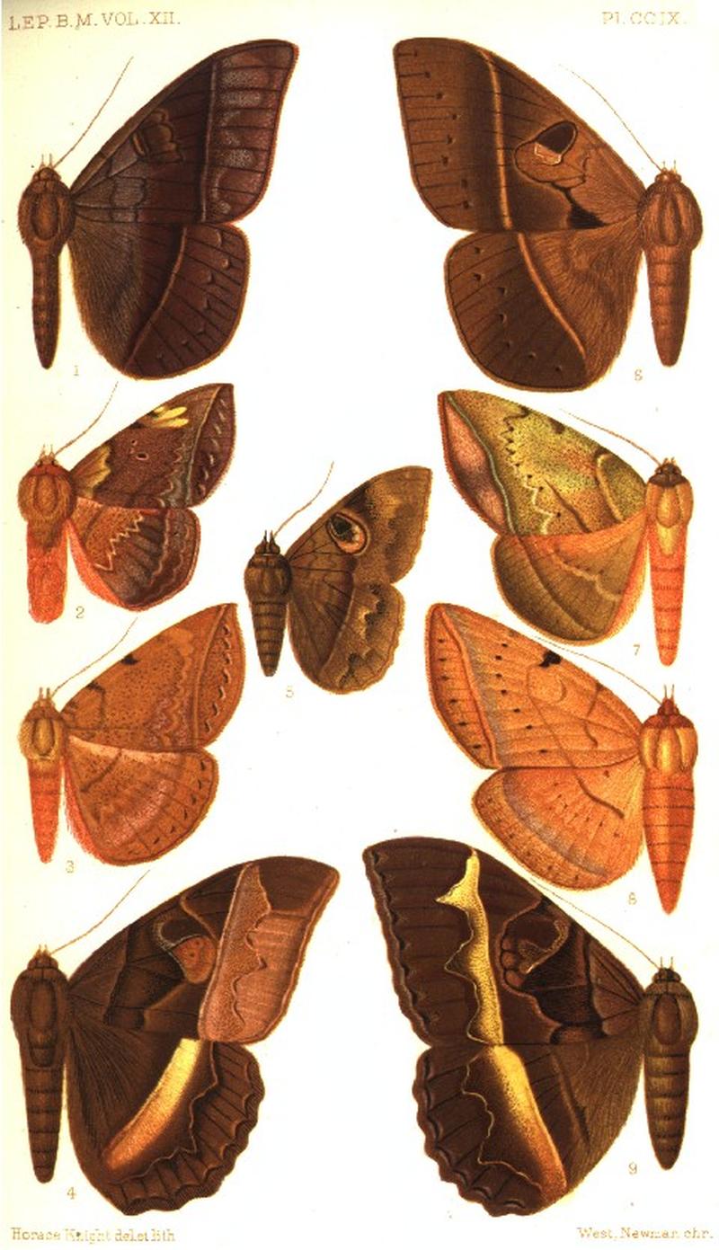 CATALOGUE-BM-PLATE CCIX