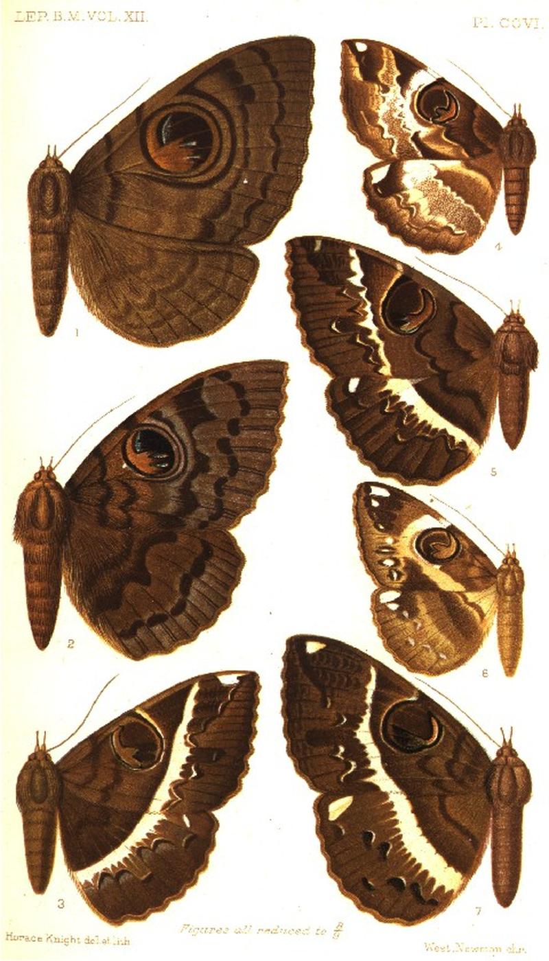 CATALOGUE-BM-PLATE CCVI