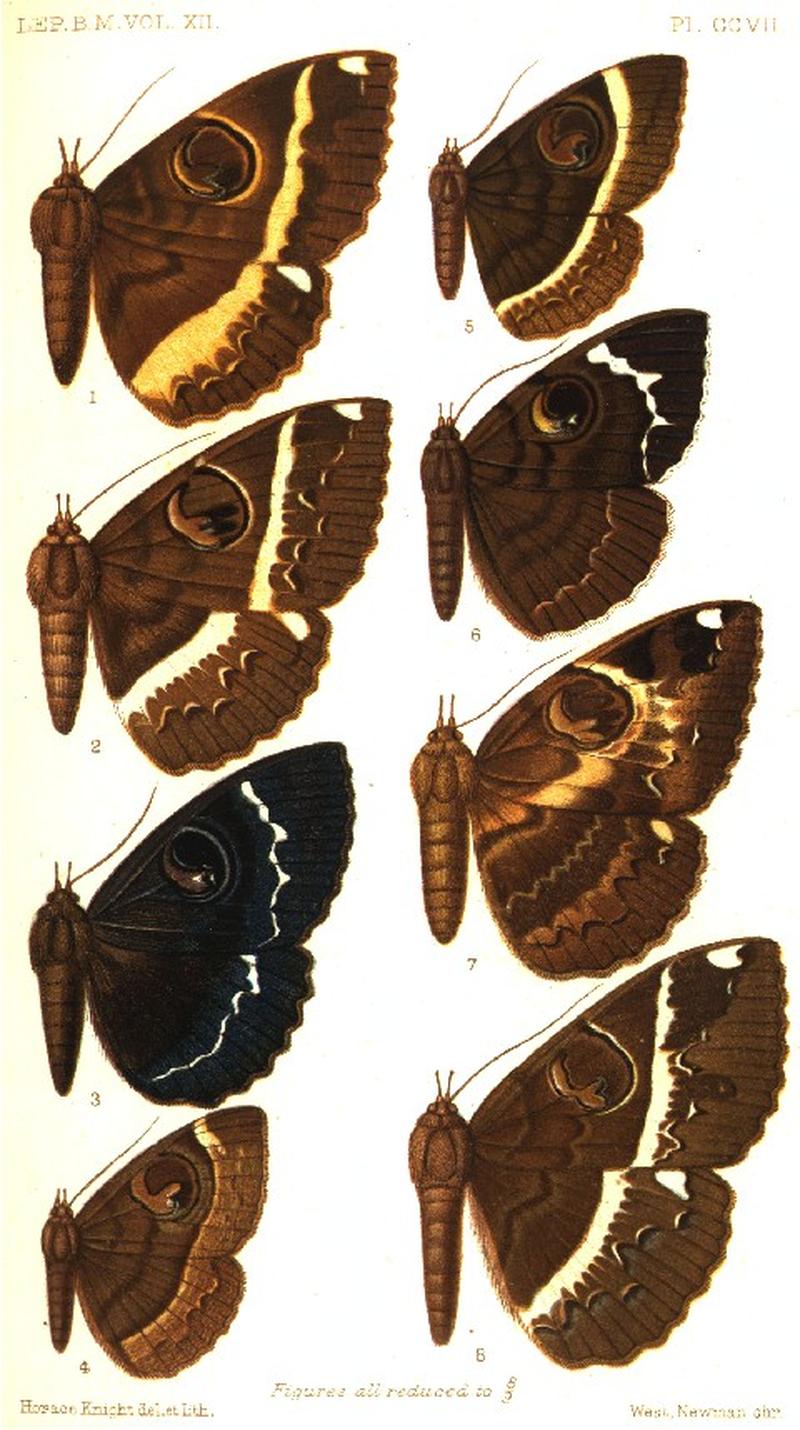 CATALOGUE-BM-PLATE CCVII