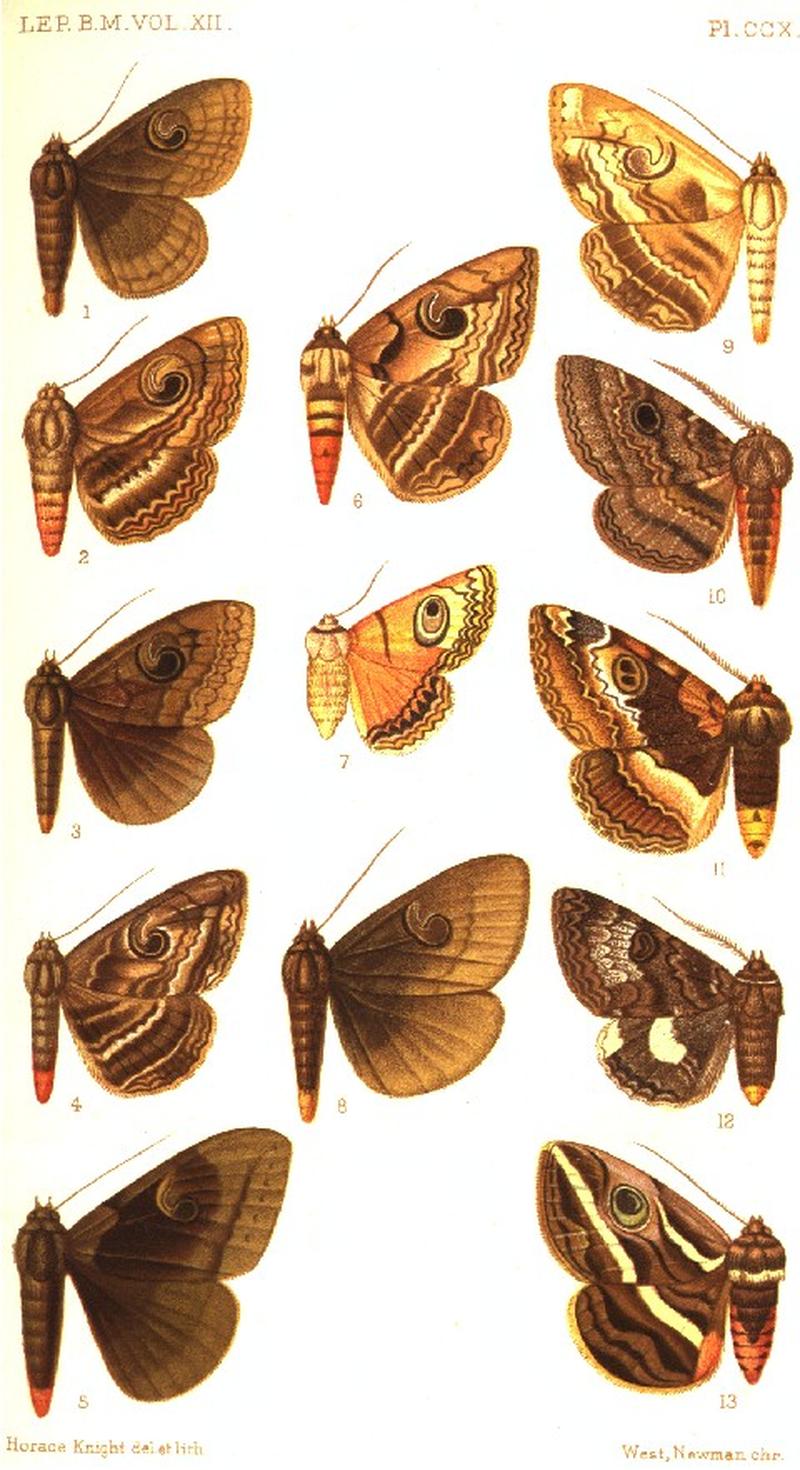 CATALOGUE-BM-PLATE CCX