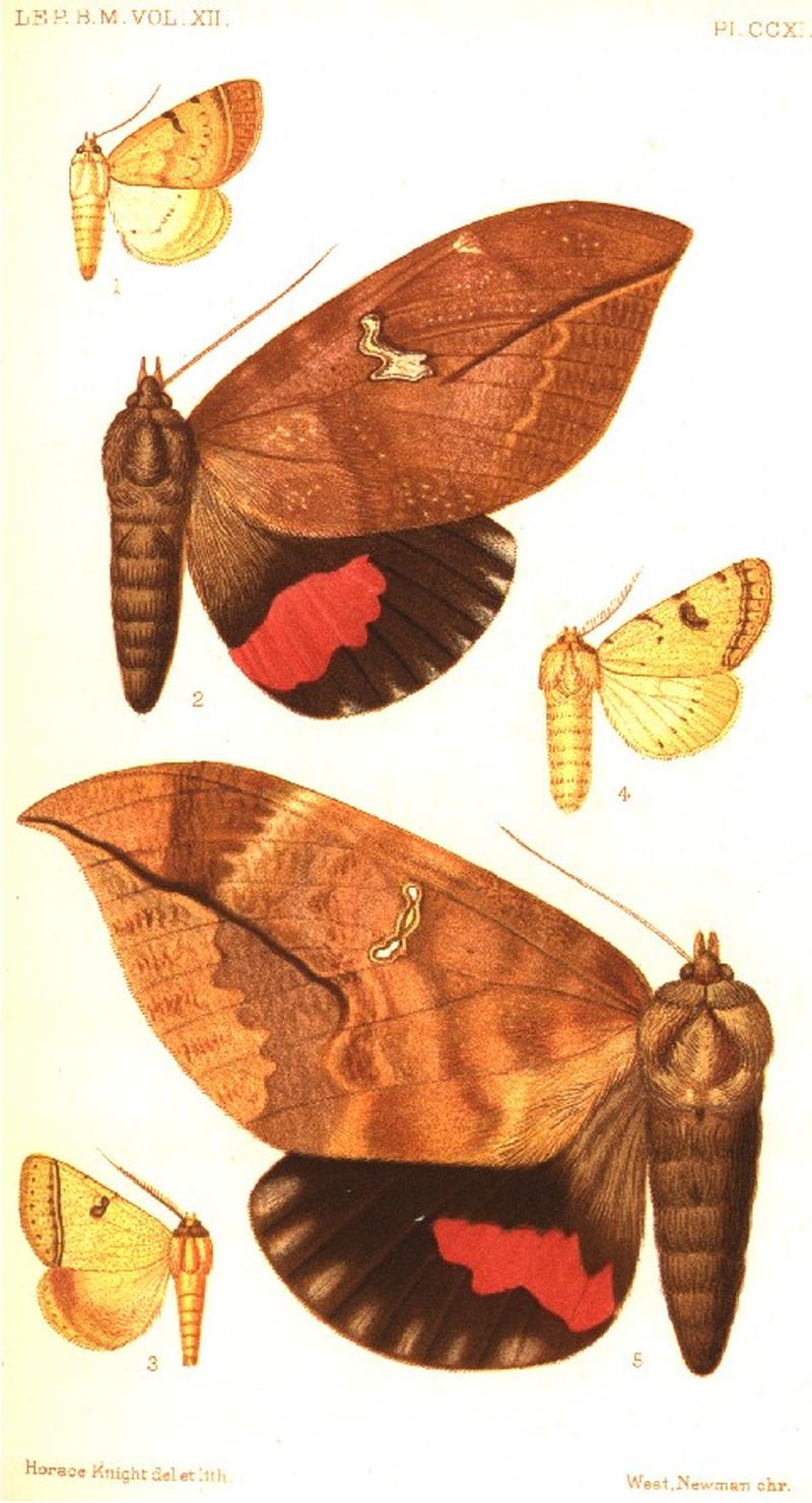 CATALOGUE-BM-PLATE CCXI