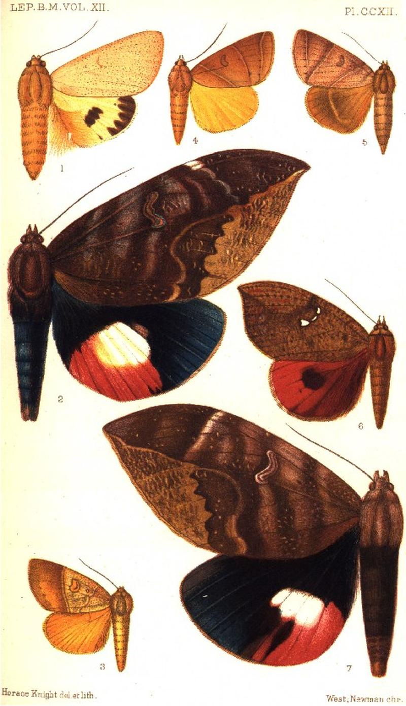 CATALOGUE-BM-PLATE CCXII