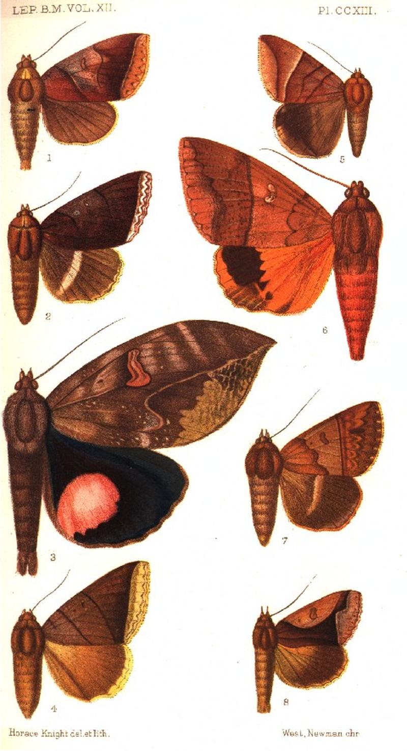 CATALOGUE-BM-PLATE CCXIII