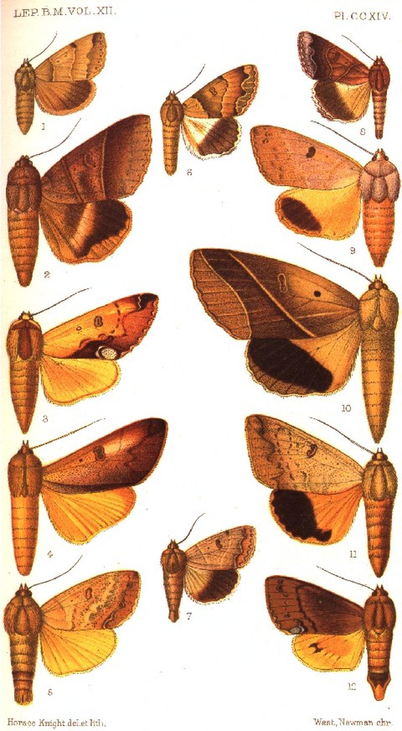 CATALOGUE-BM-PLATE CCXIV
