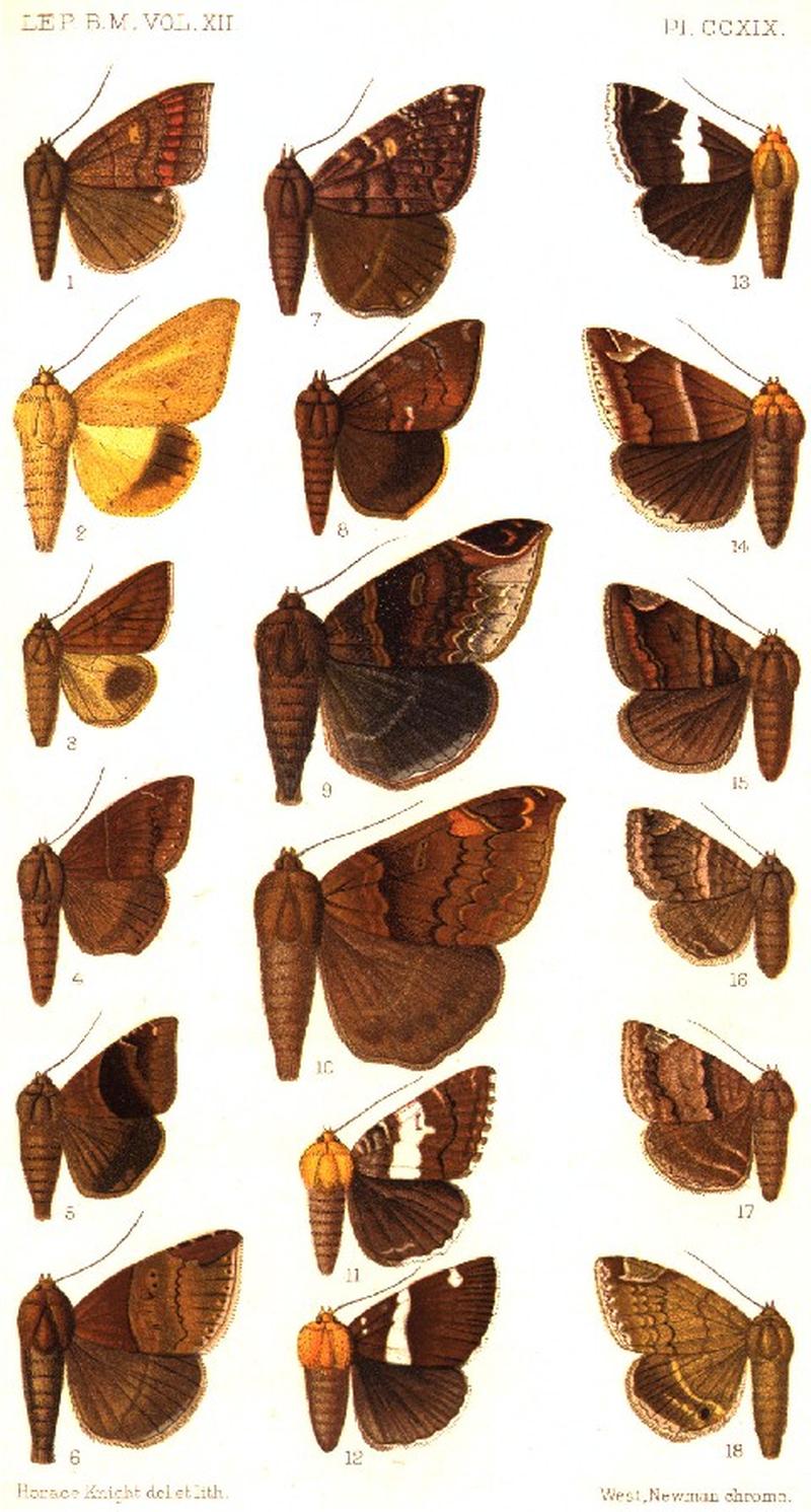 CATALOGUE-BM-PLATE CCXIX