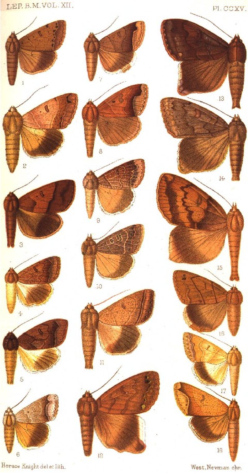 CATALOGUE-BM-PLATE CCXV