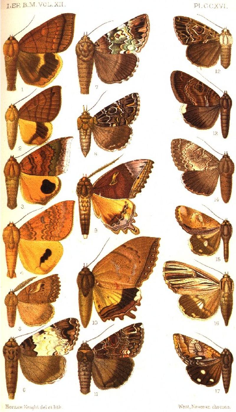 CATALOGUE-BM-PLATE CCXVI