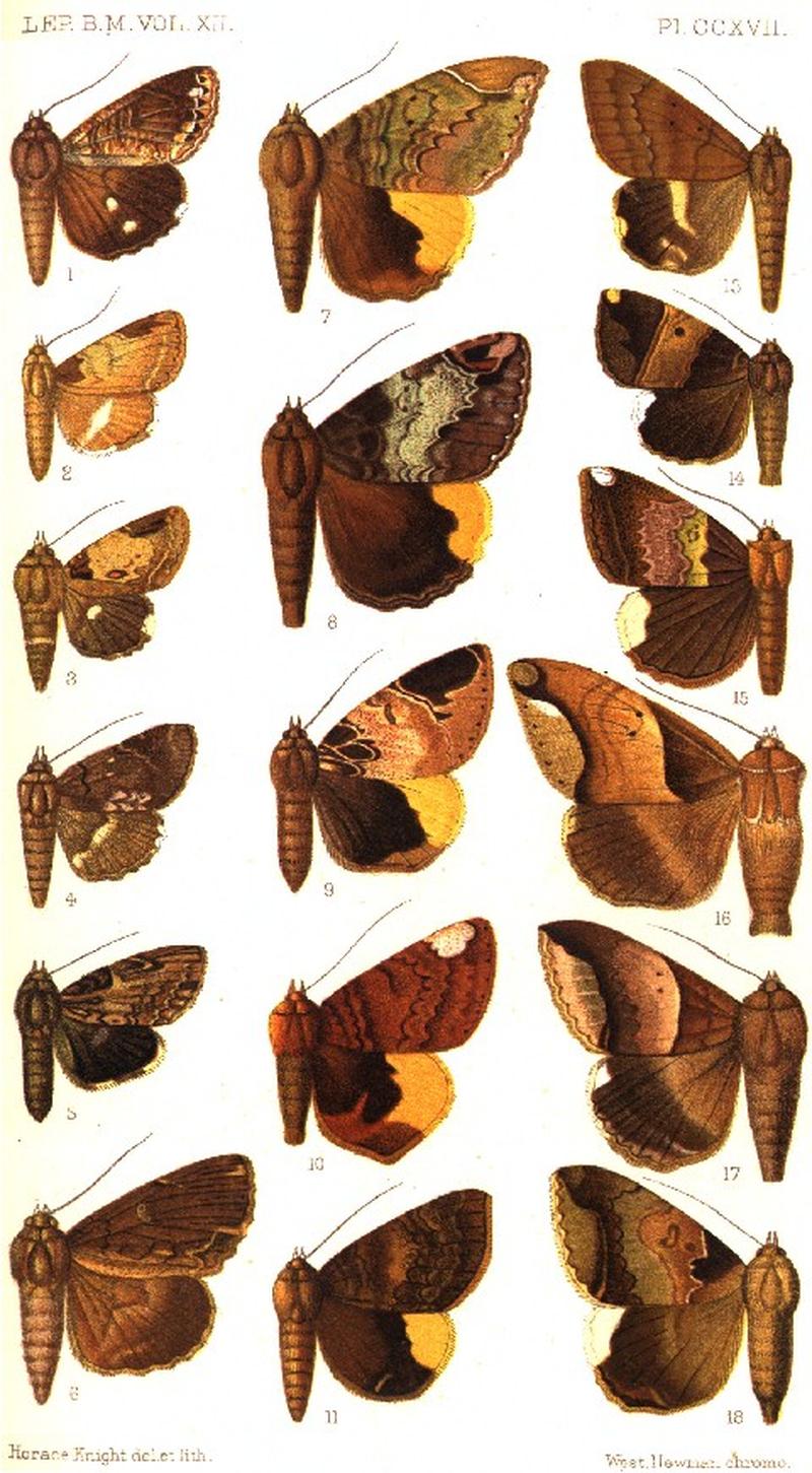 CATALOGUE-BM-PLATE CCXVII