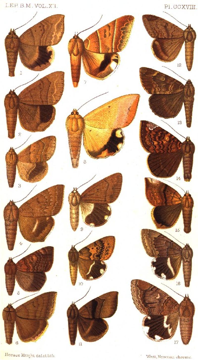 CATALOGUE-BM-PLATE CCXVIII