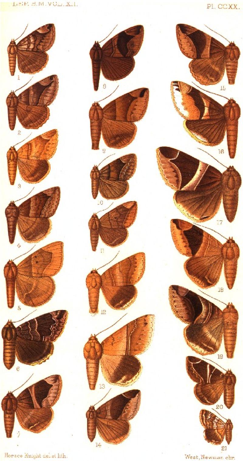 CATALOGUE-BM-PLATE CCXX