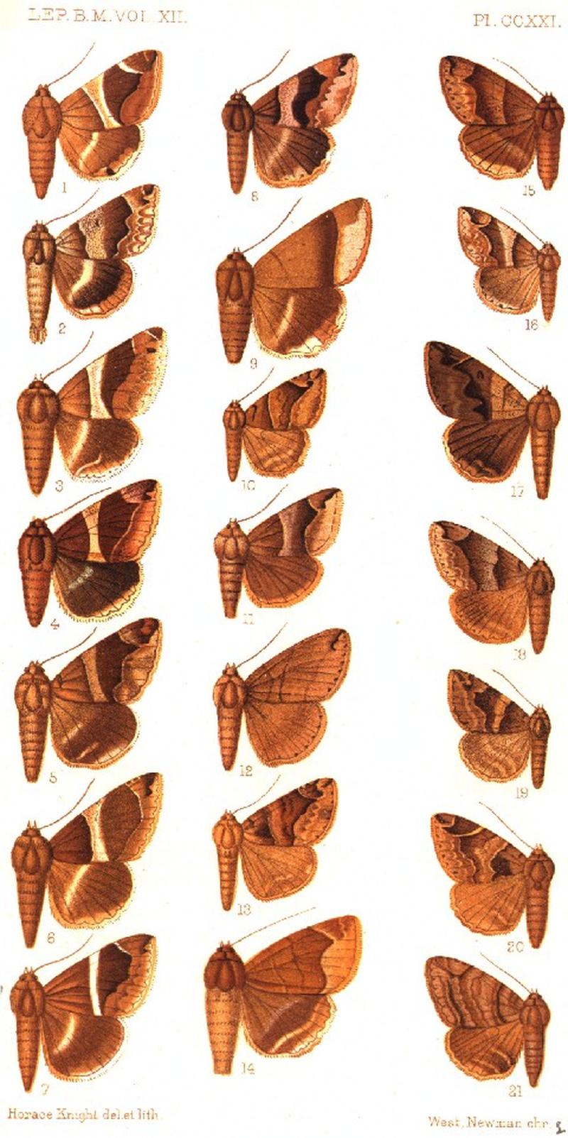 CATALOGUE-BM-PLATE CCXXI