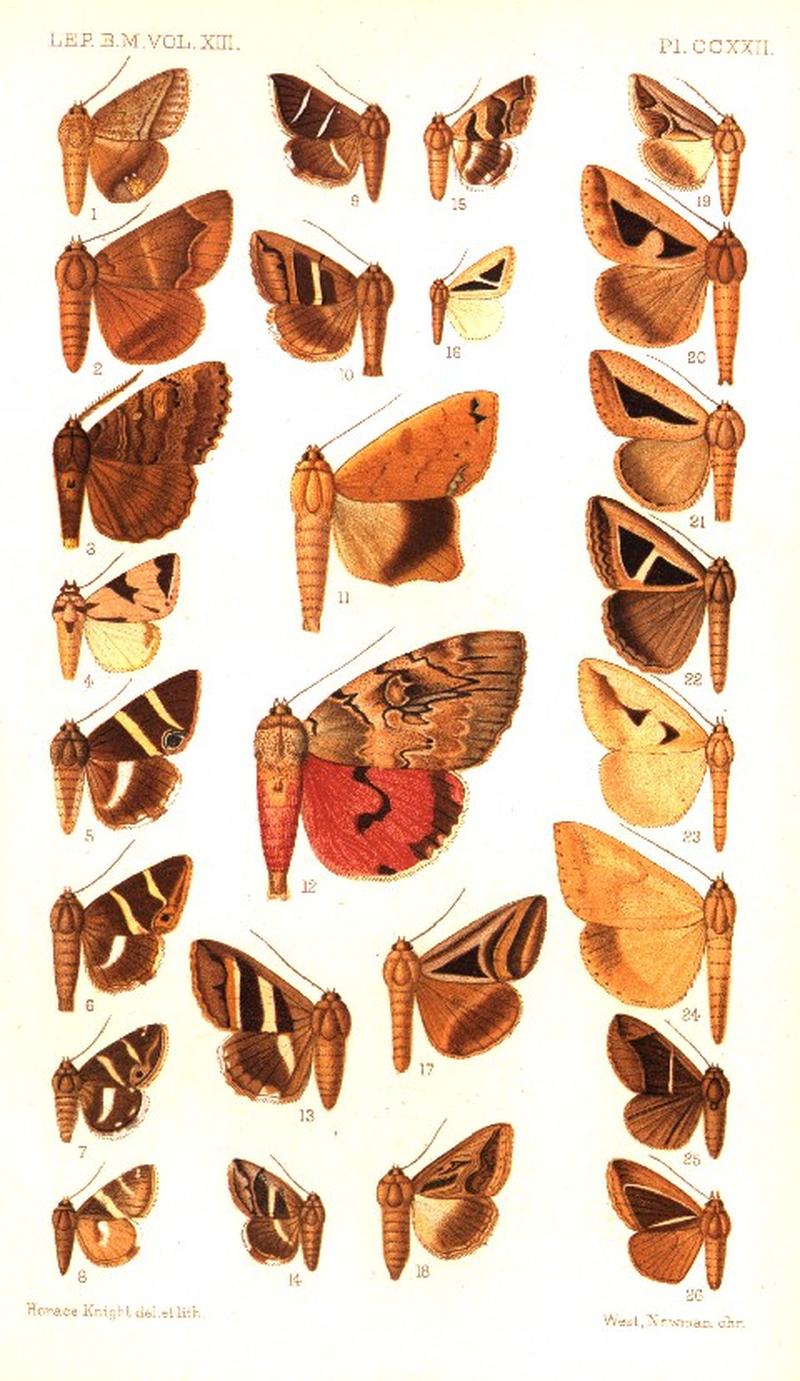 CATALOGUE-BM-PLATE CCXXII