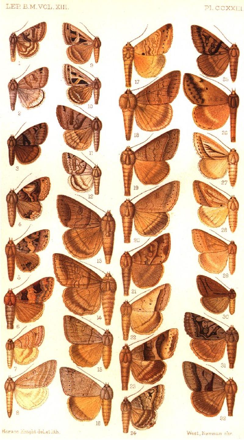 CATALOGUE-BM-PLATE CCXXIII