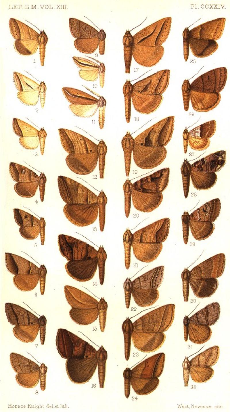 CATALOGUE-BM-PLATE CCXXIV