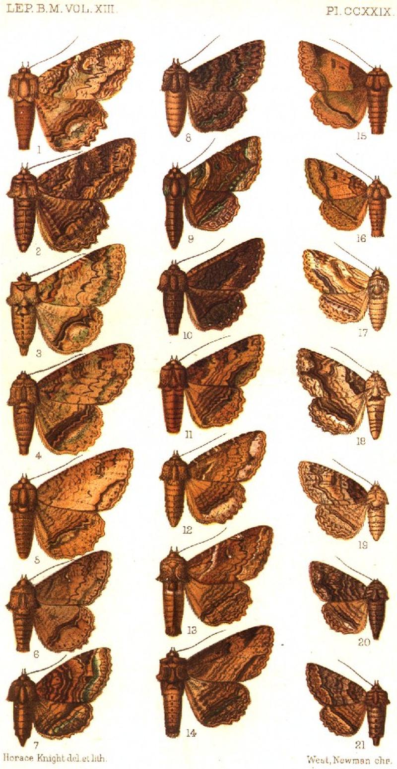 CATALOGUE-BM-PLATE CCXXIX