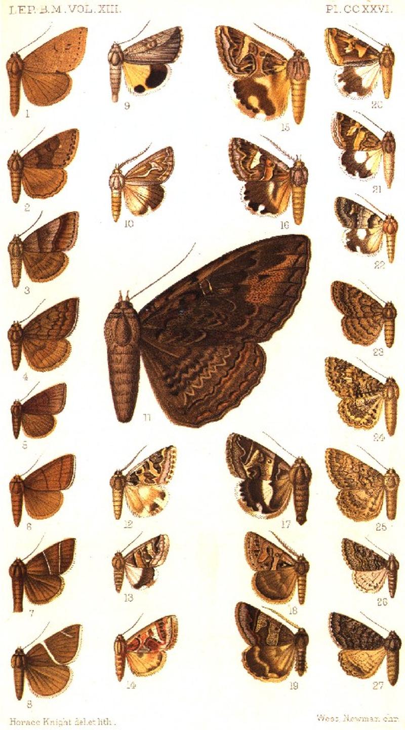 CATALOGUE-BM-PLATE CCXXVI