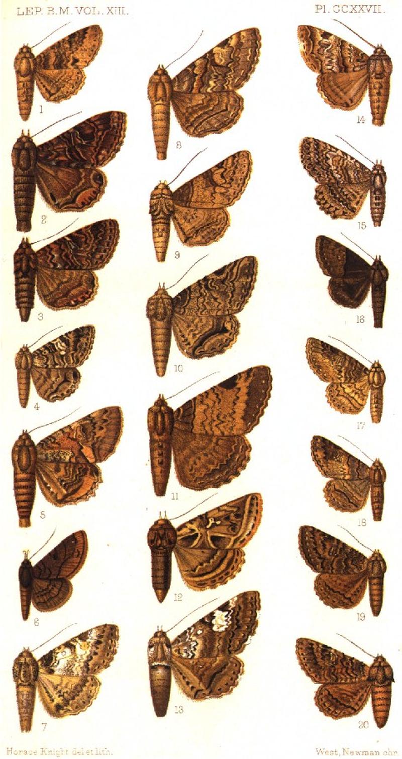 CATALOGUE-BM-PLATE CCXXVII