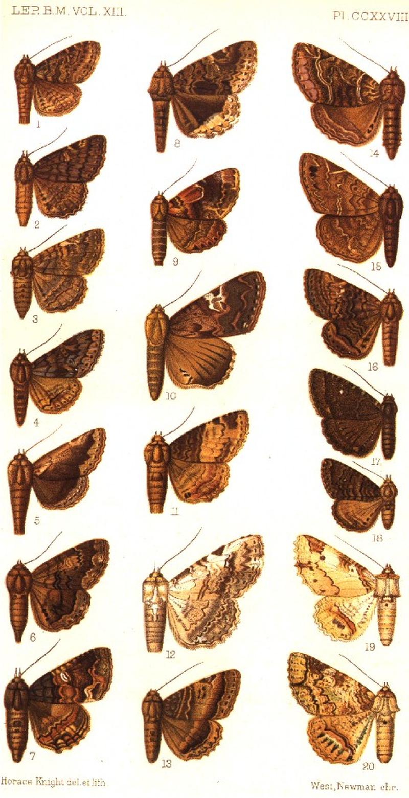 CATALOGUE-BM-PLATE CCXXVIII