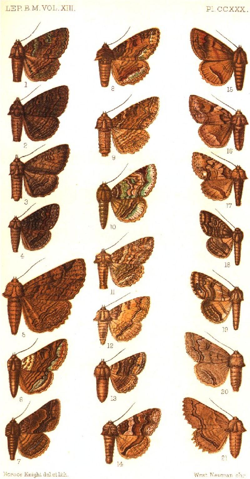 CATALOGUE-BM-PLATE CCXXX
