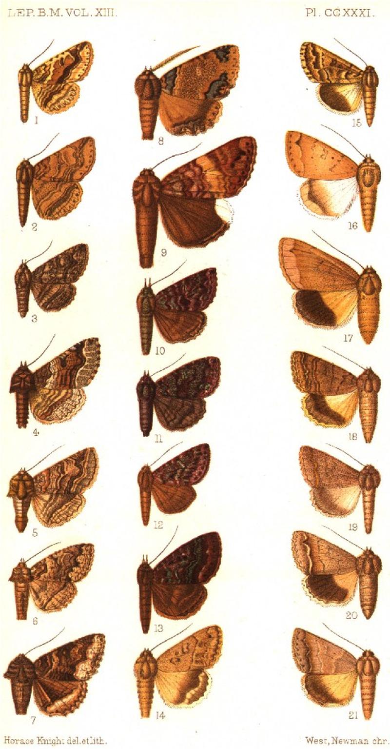 CATALOGUE-BM-PLATE CCXXXI