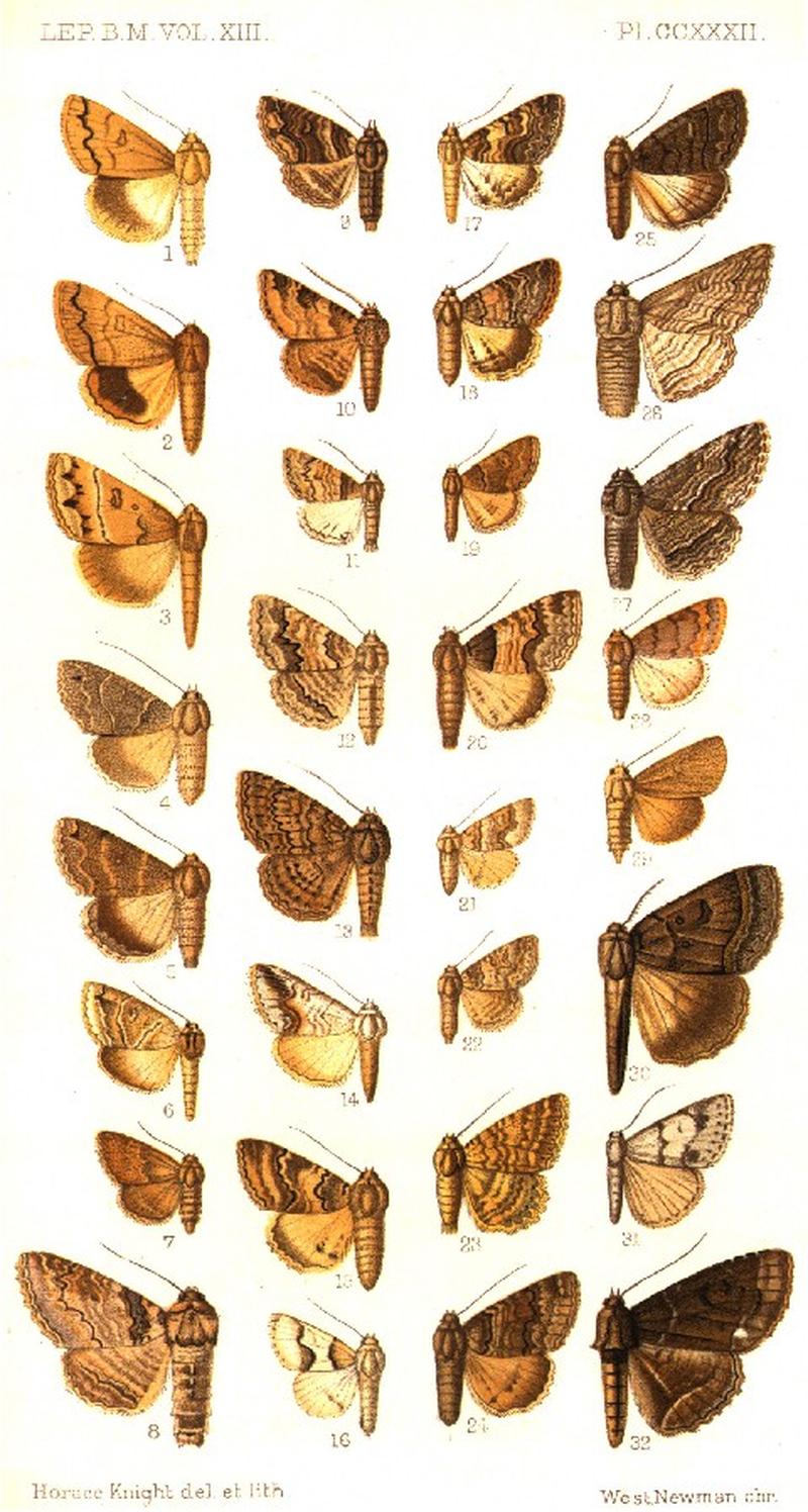 CATALOGUE-BM-PLATE CCXXXII